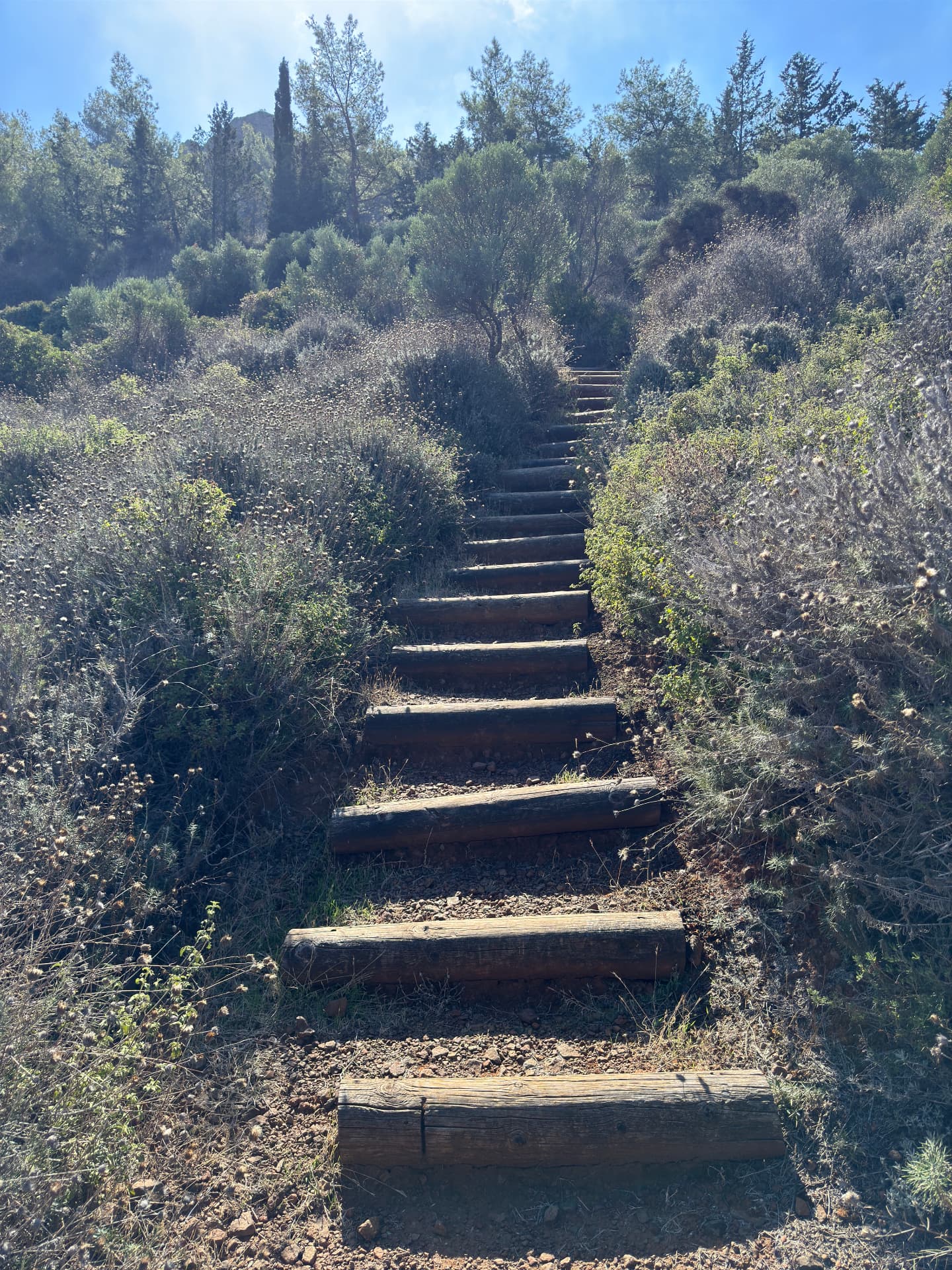 Rough log steps climbing a wooded hillside