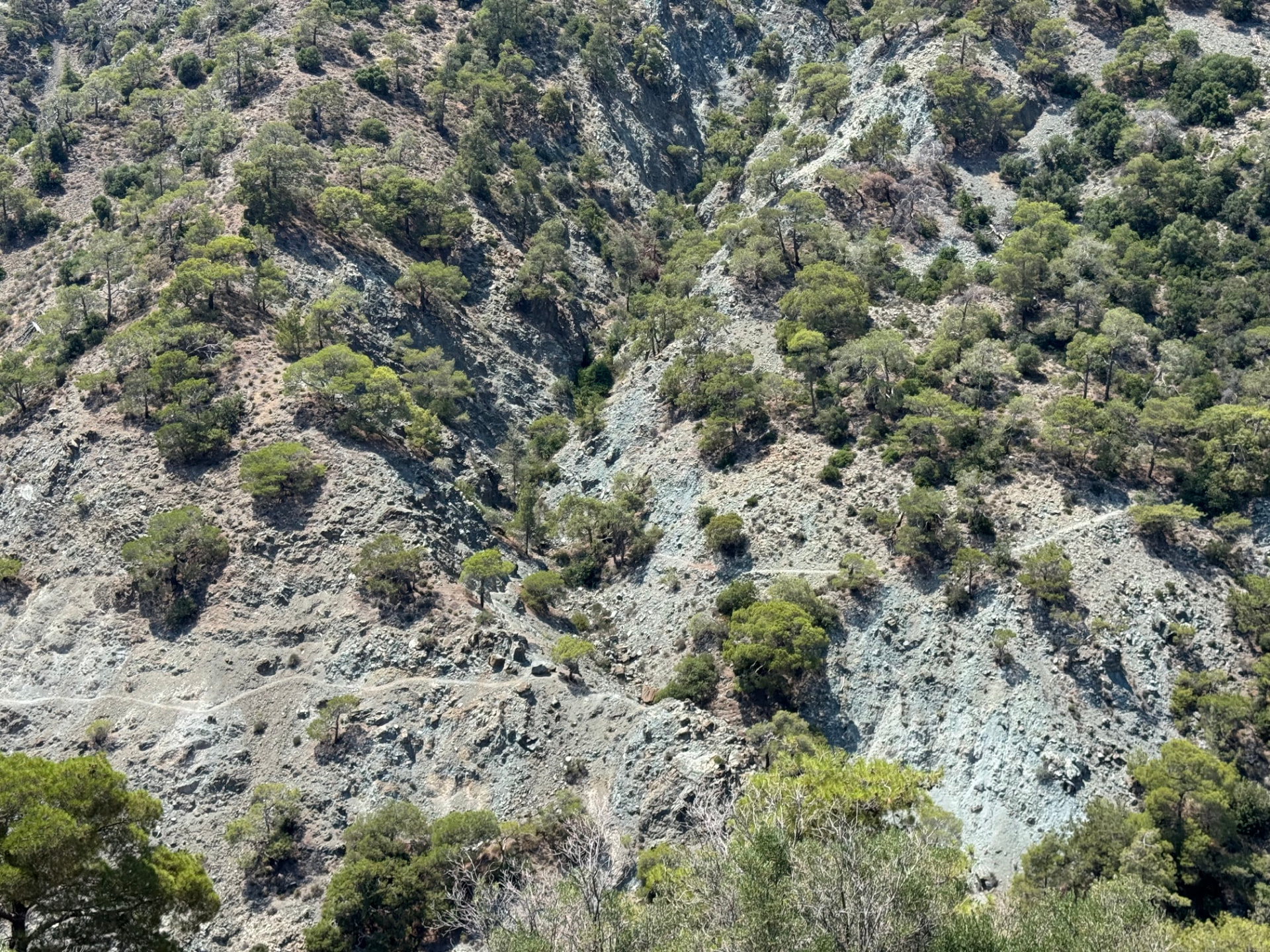 Scattered pines on the rocky slopes of a deep ravine