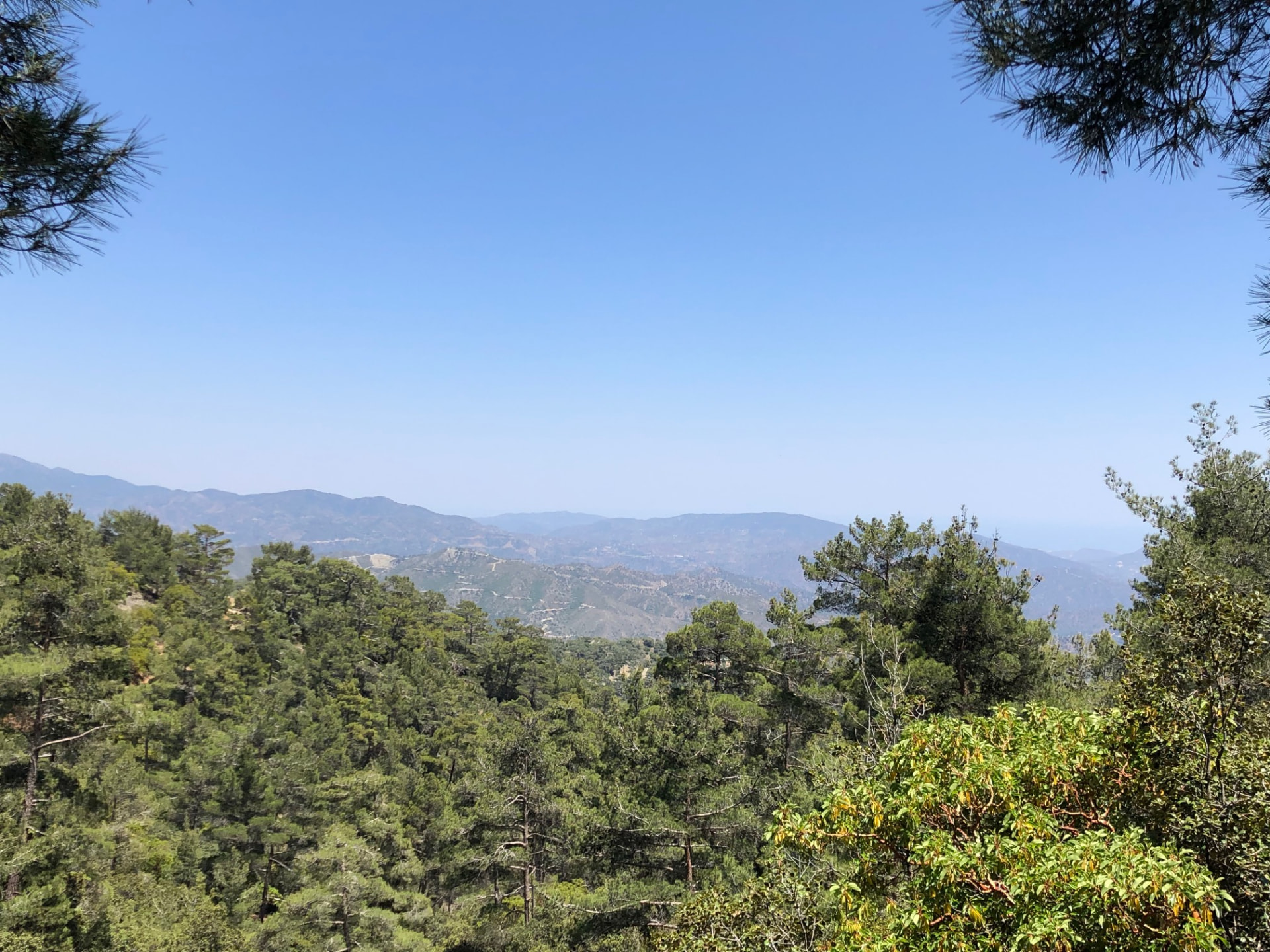 Pine forest opening onto distant blue mountain ridges
