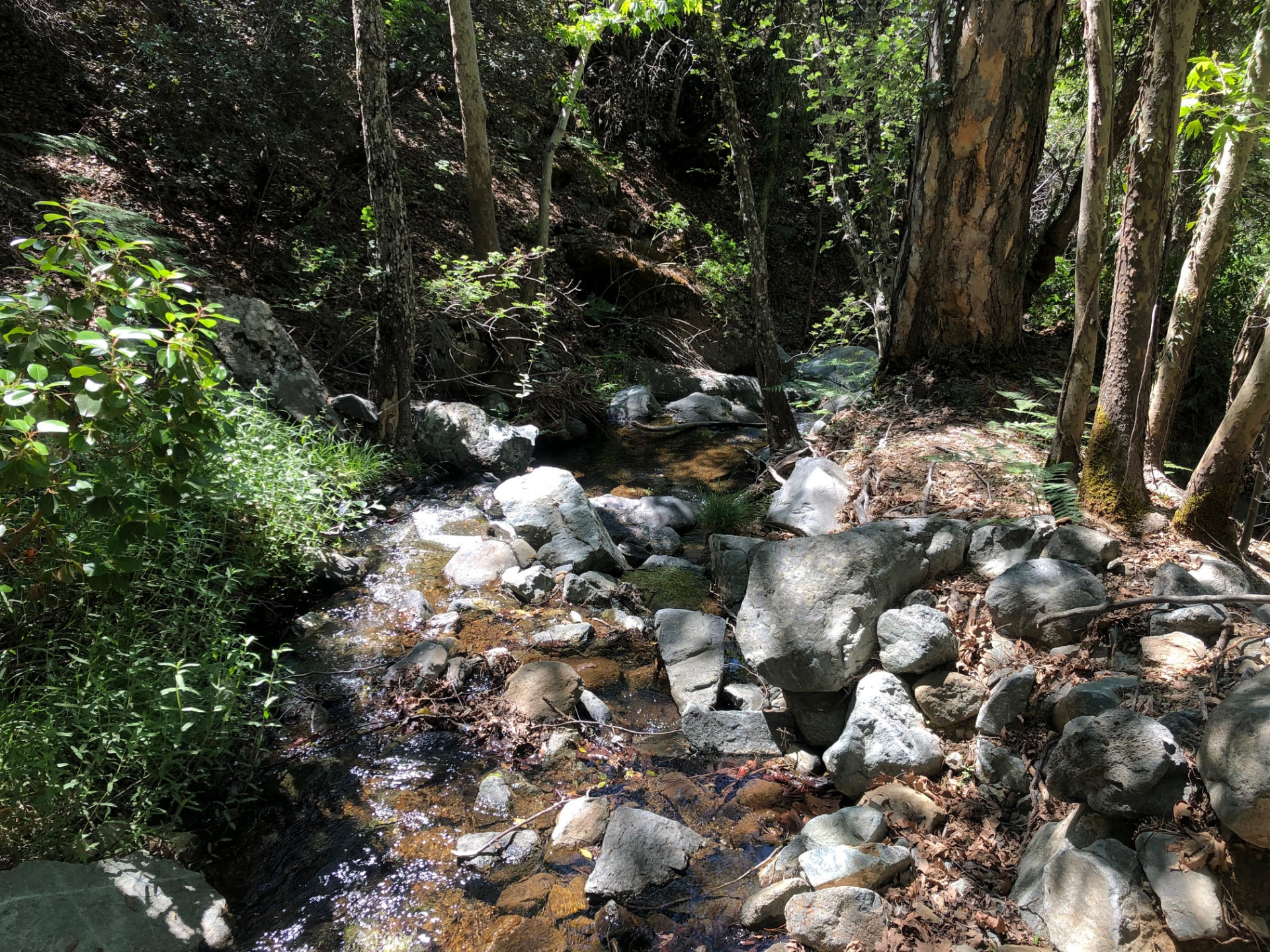 A clear mountain stream flowing over stones under the trees on the Caledonia trail