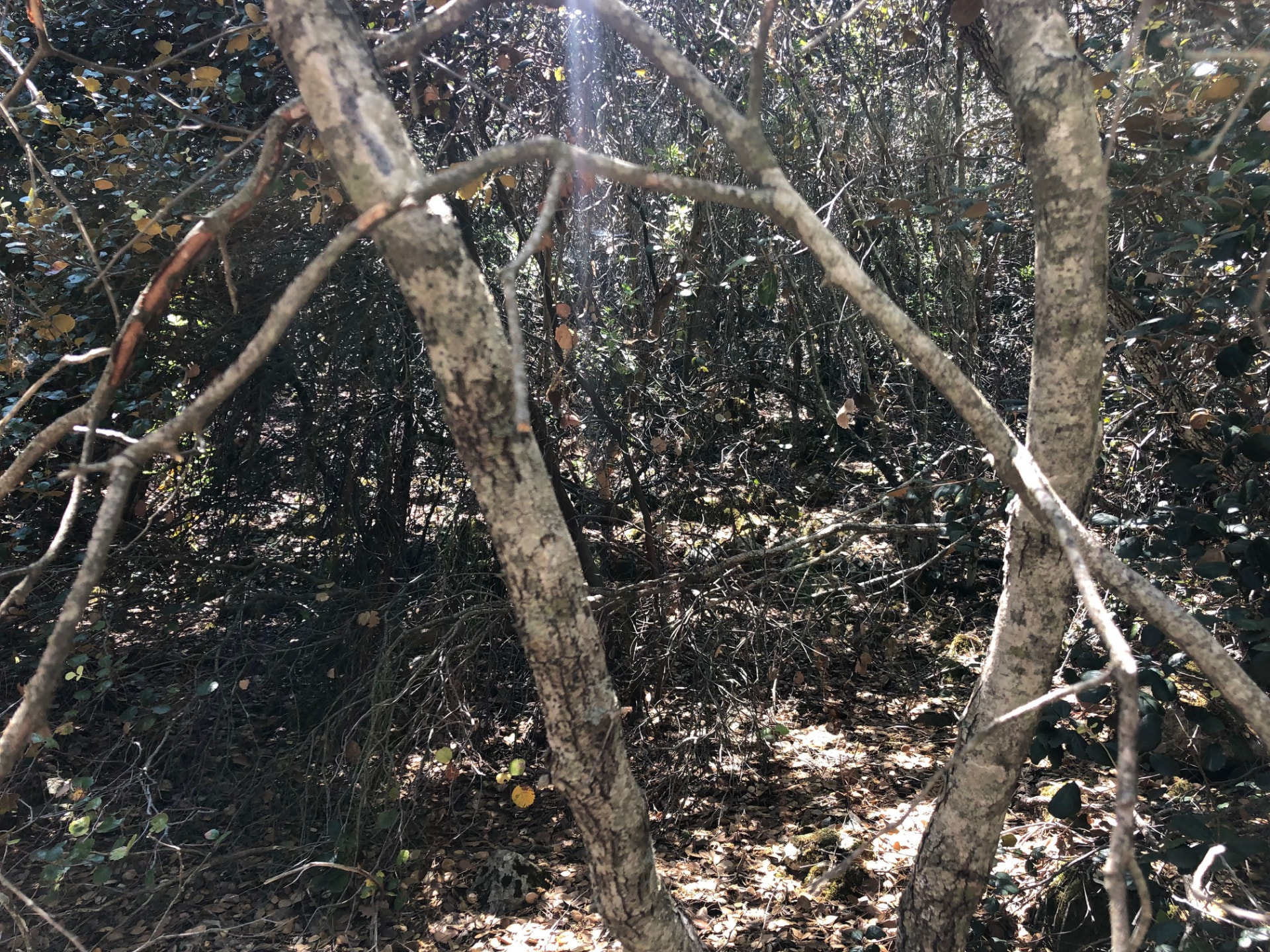 Dense tangle of thin grey branches on a shaded slope