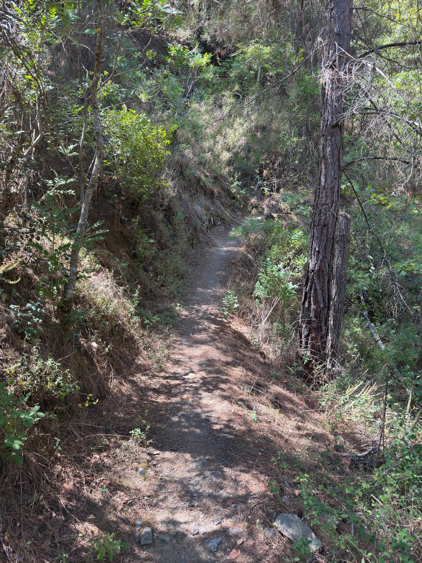 A narrow shaded dirt path winding through pines and low shrubs