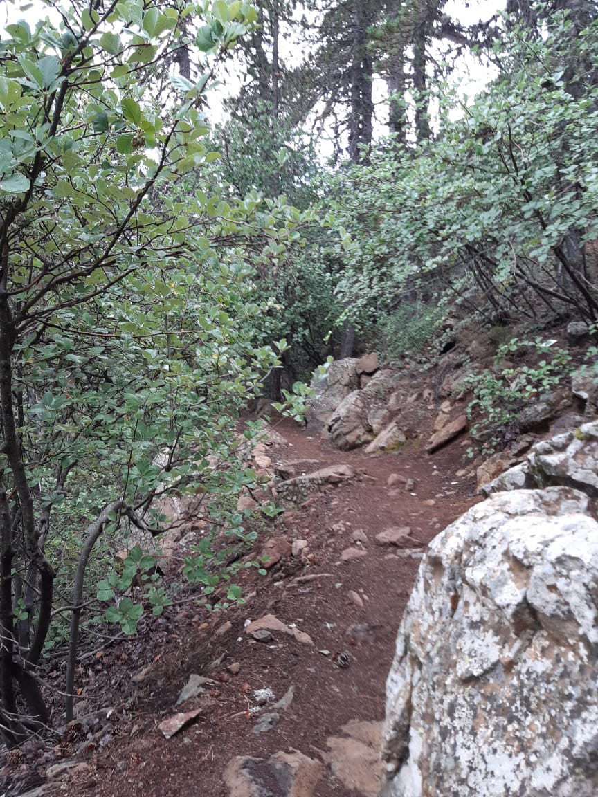 Red dirt trail winding uphill between green shrubs and a pale boulder