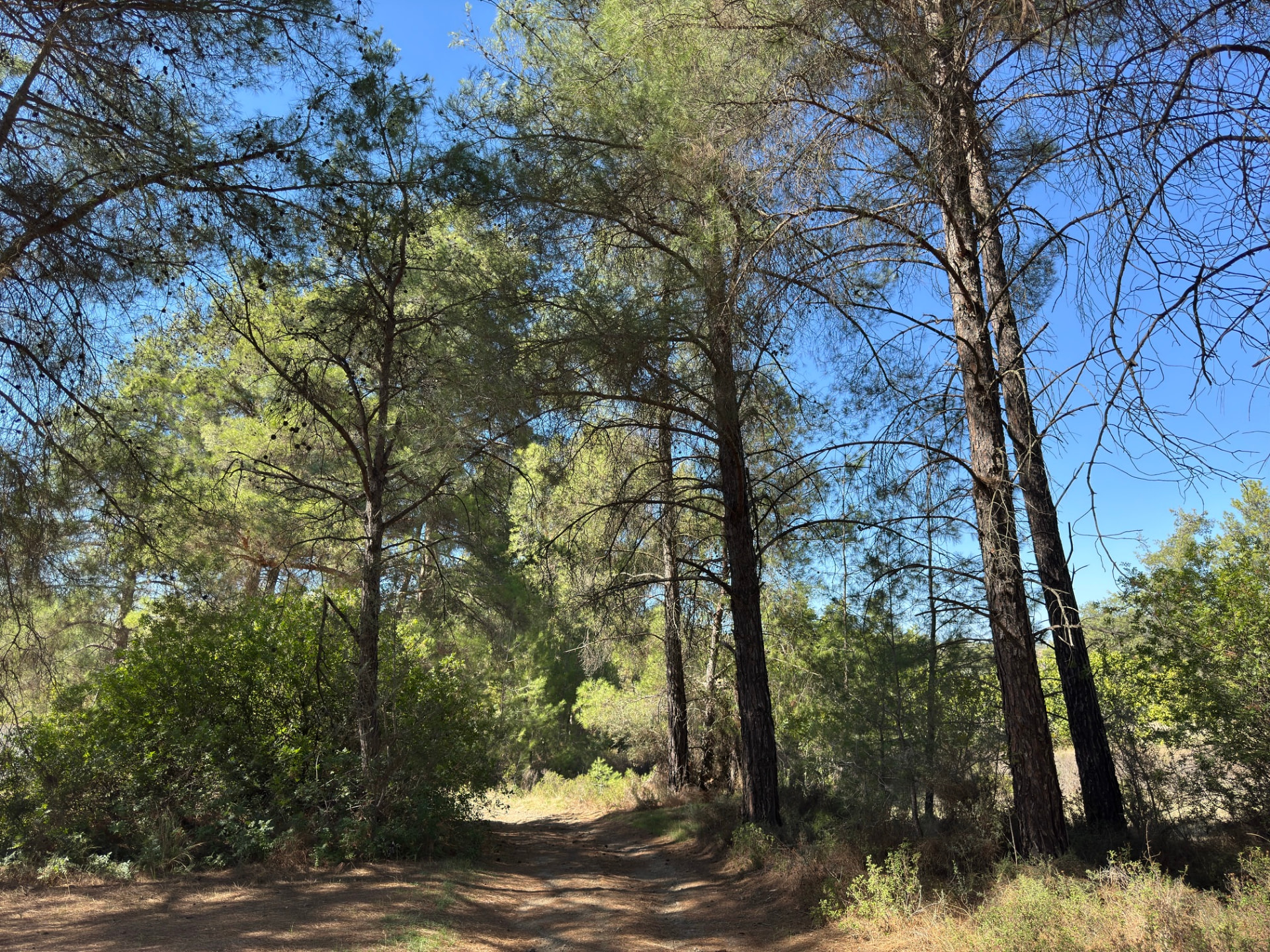 A dirt path winding under tall pines