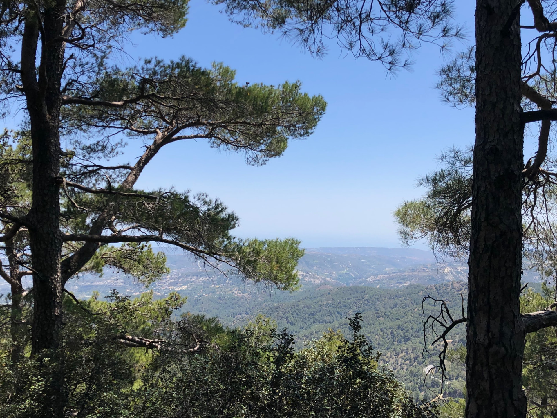 View between pine trunks out over valleys to the distant coast