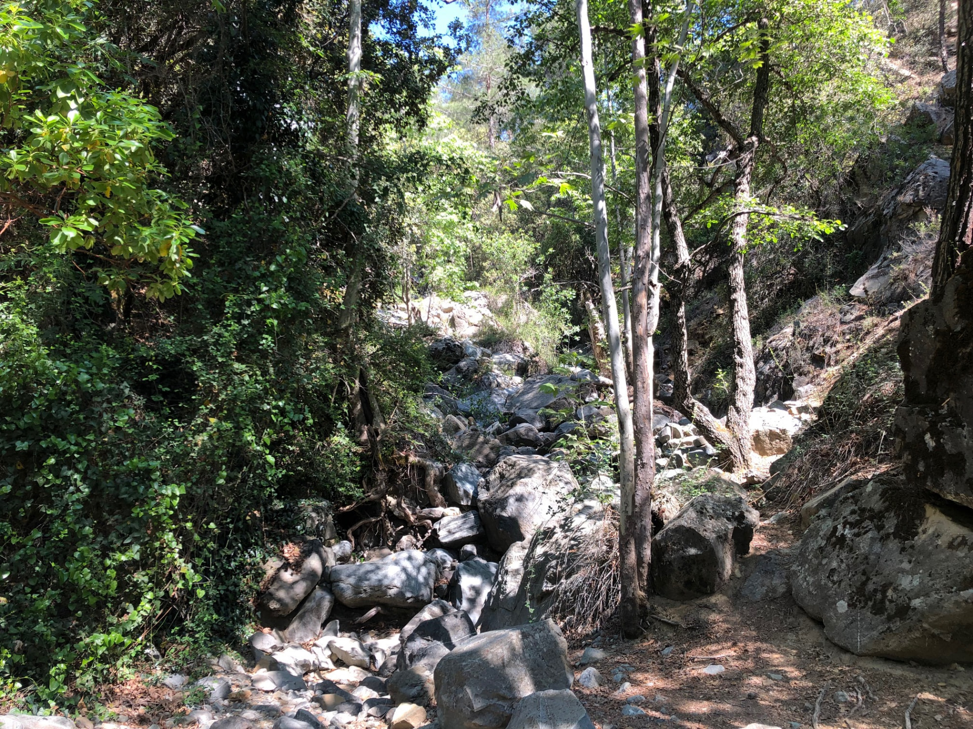The trail climbing over grey boulders beside the dry streambed, sycamores and pines above