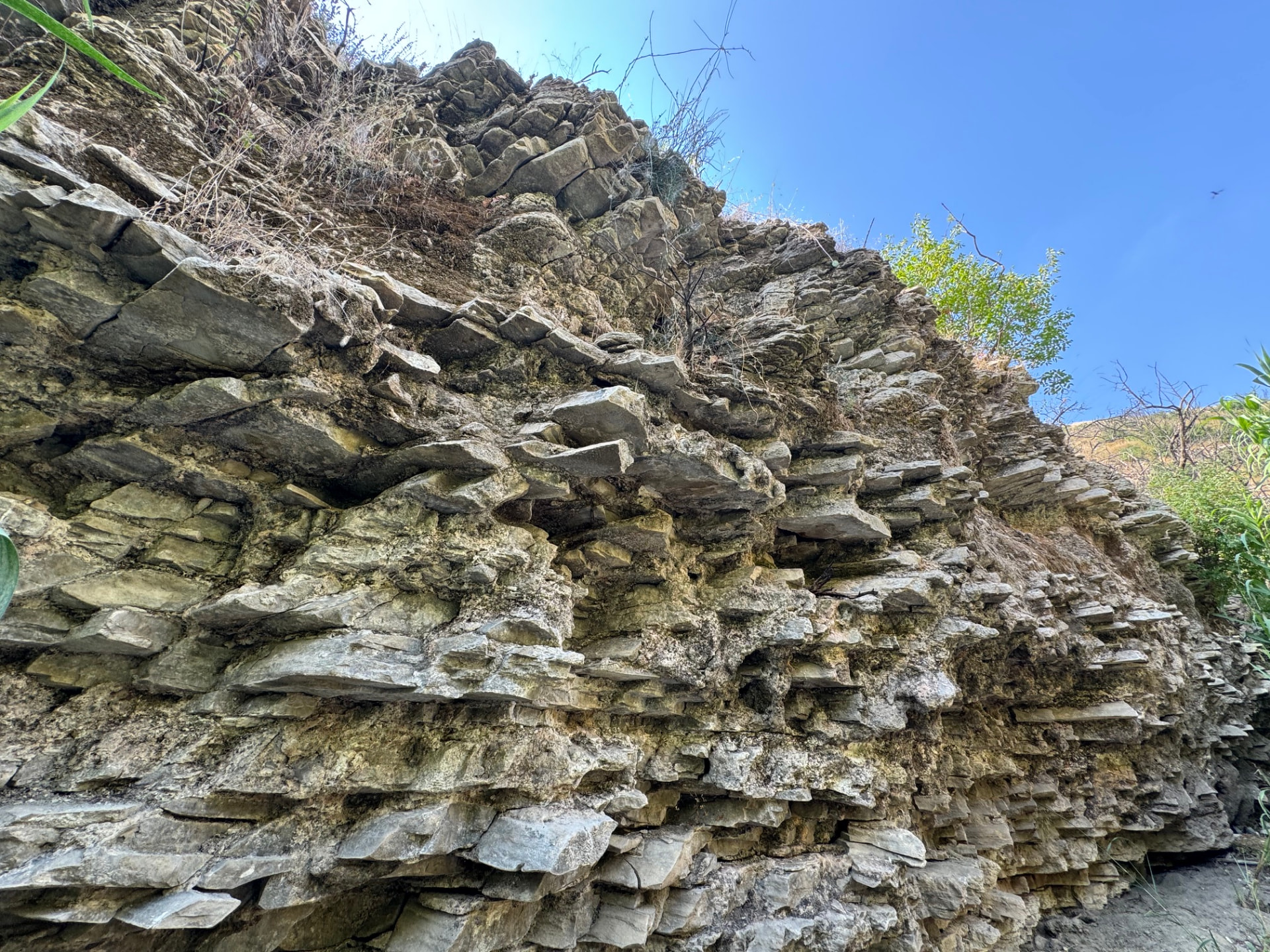 Layered rock of the gorge wall with green shrubs rooted in the cracks