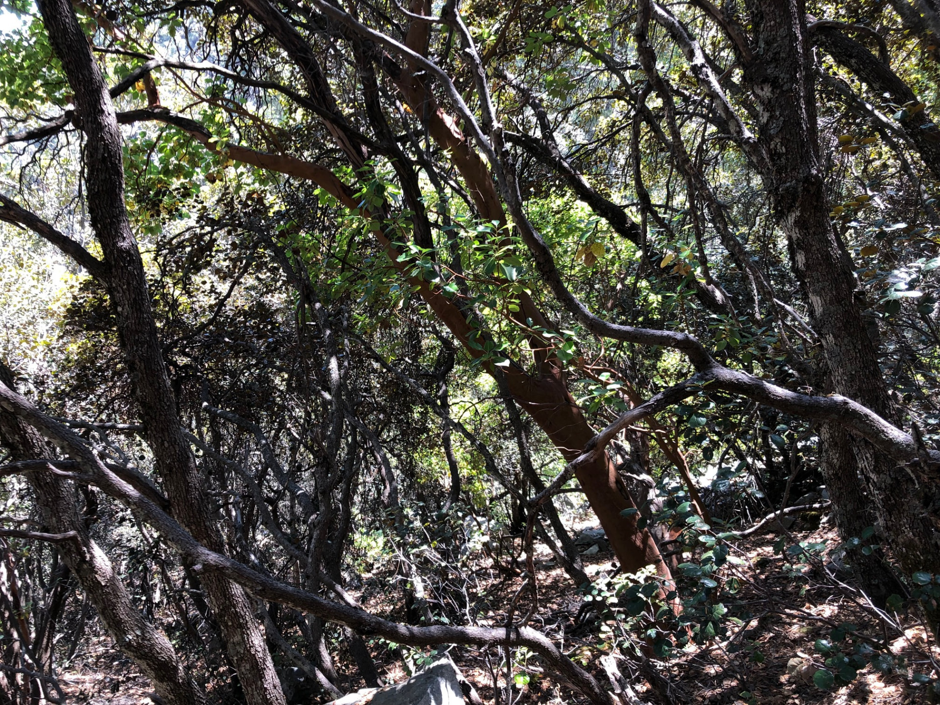 Twisted branches of a dense forest canopy with sunlight above