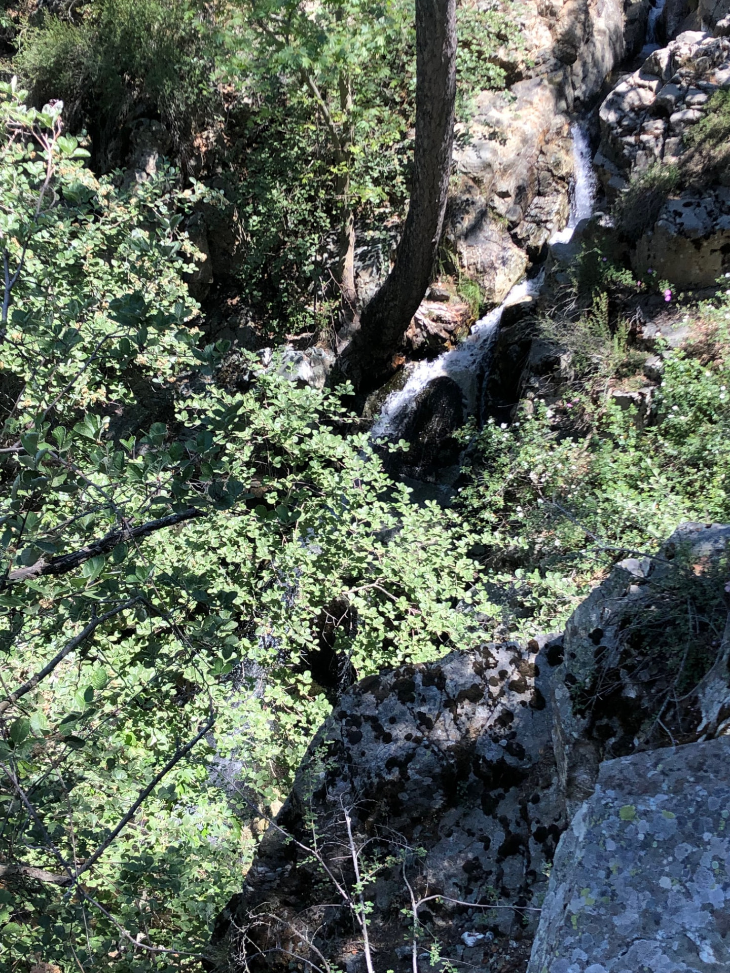 The stream hidden behind green bushes, dropping in white water between the rocks