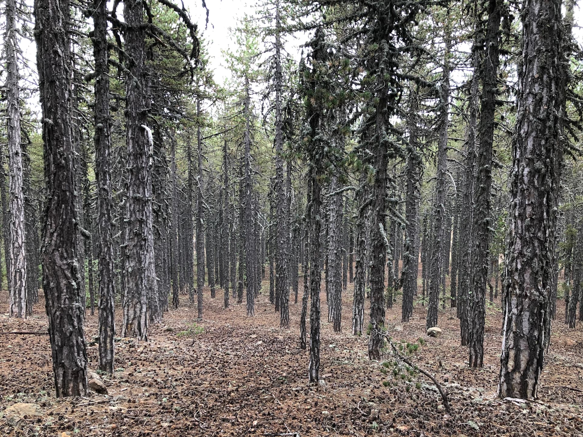 Tall pine trunks with hanging lichen above a needle-covered forest floor