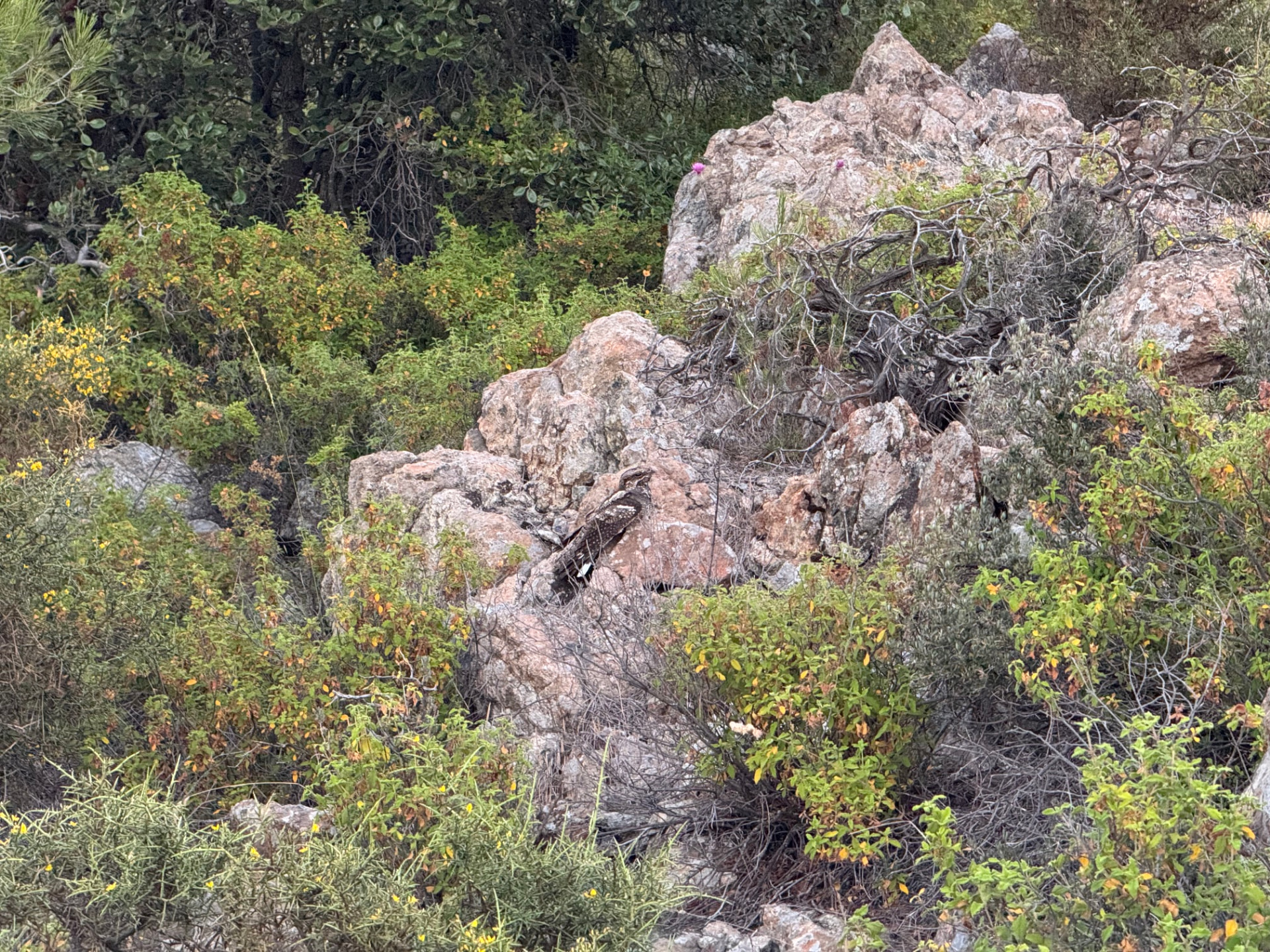 Cyprus eagle perched on a rocky outcrop surrounded by native shrubs