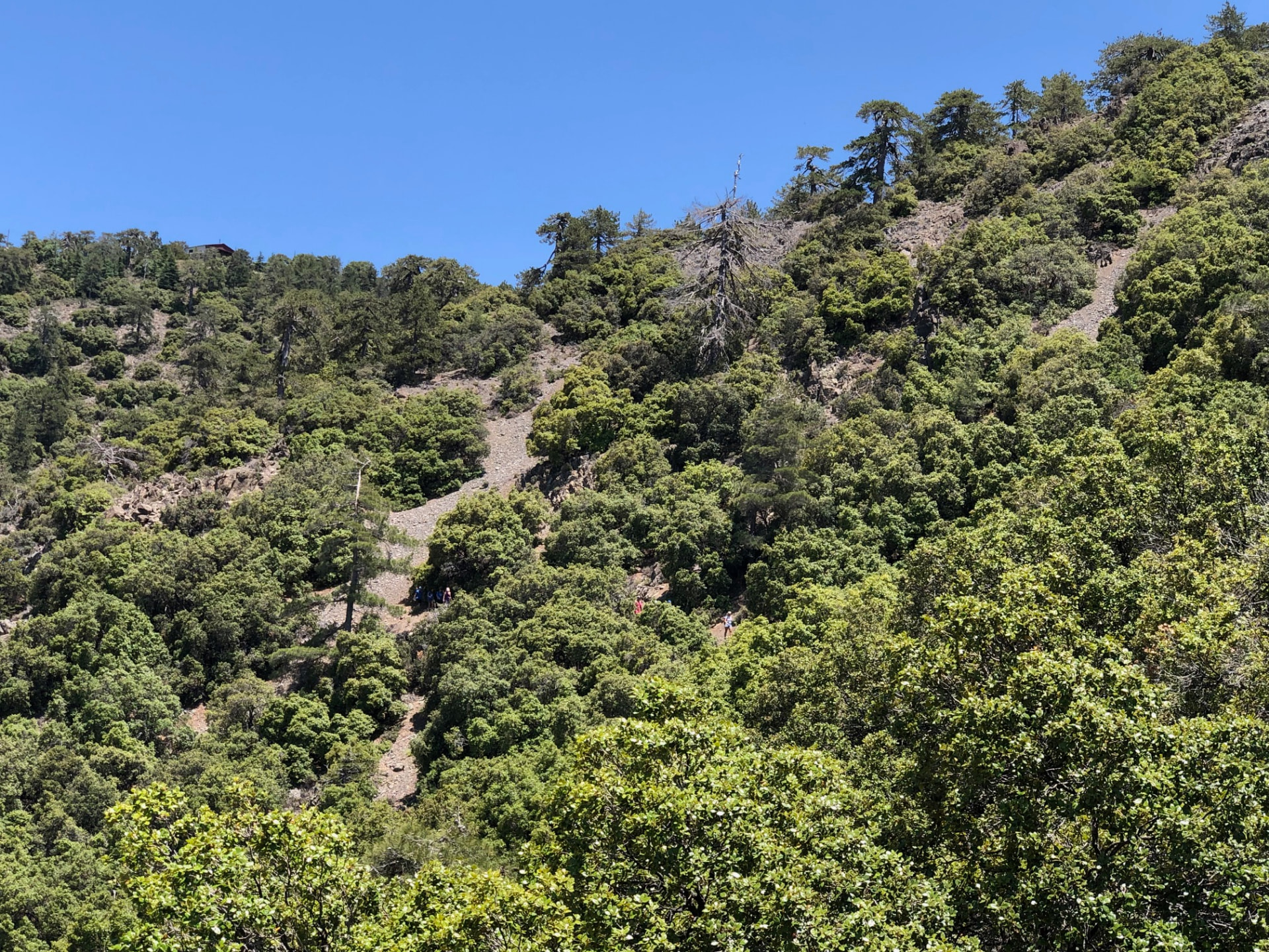 Steep pine-covered slope with a thin path cutting across it