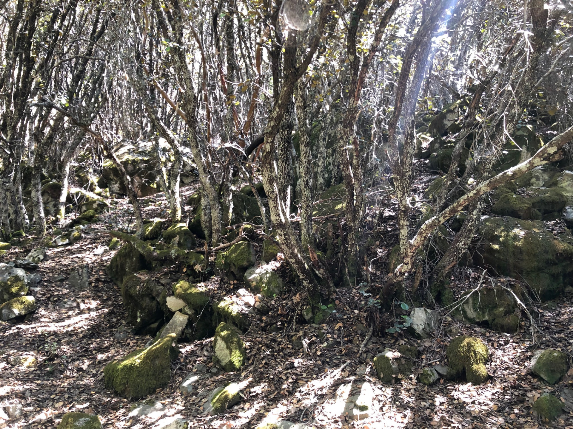 Dark mossy forest with old shrubs and boulders on the Pouziaris trail
