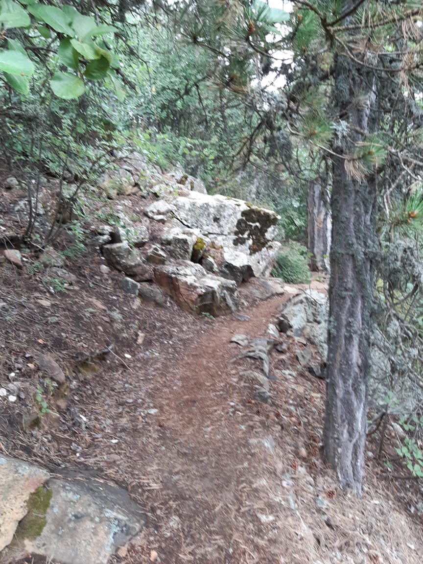 Pine-needle trail curving around large boulders beside a pine trunk