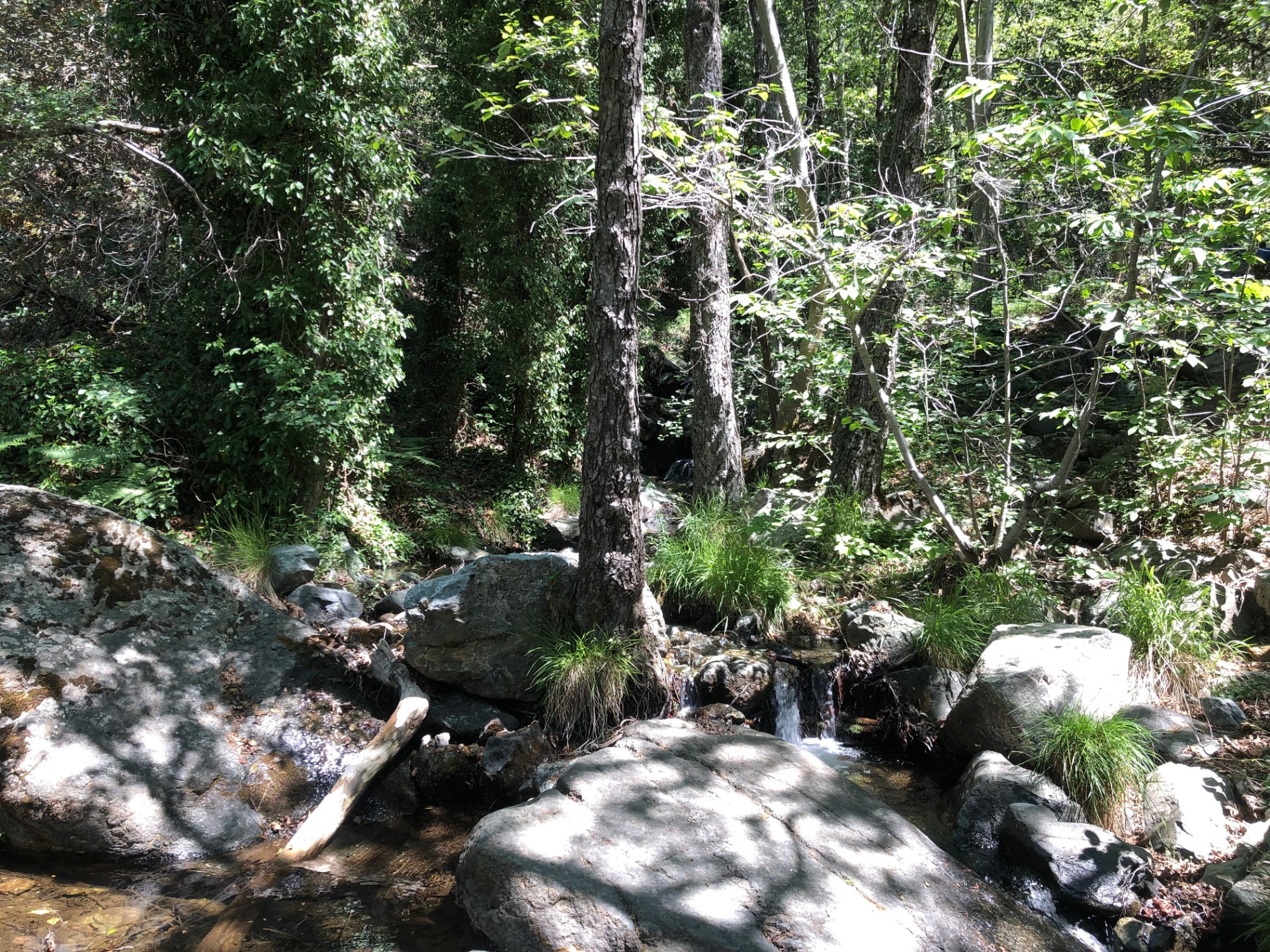 A small cascade in the stream, water sliding over smooth grey rocks between the trees