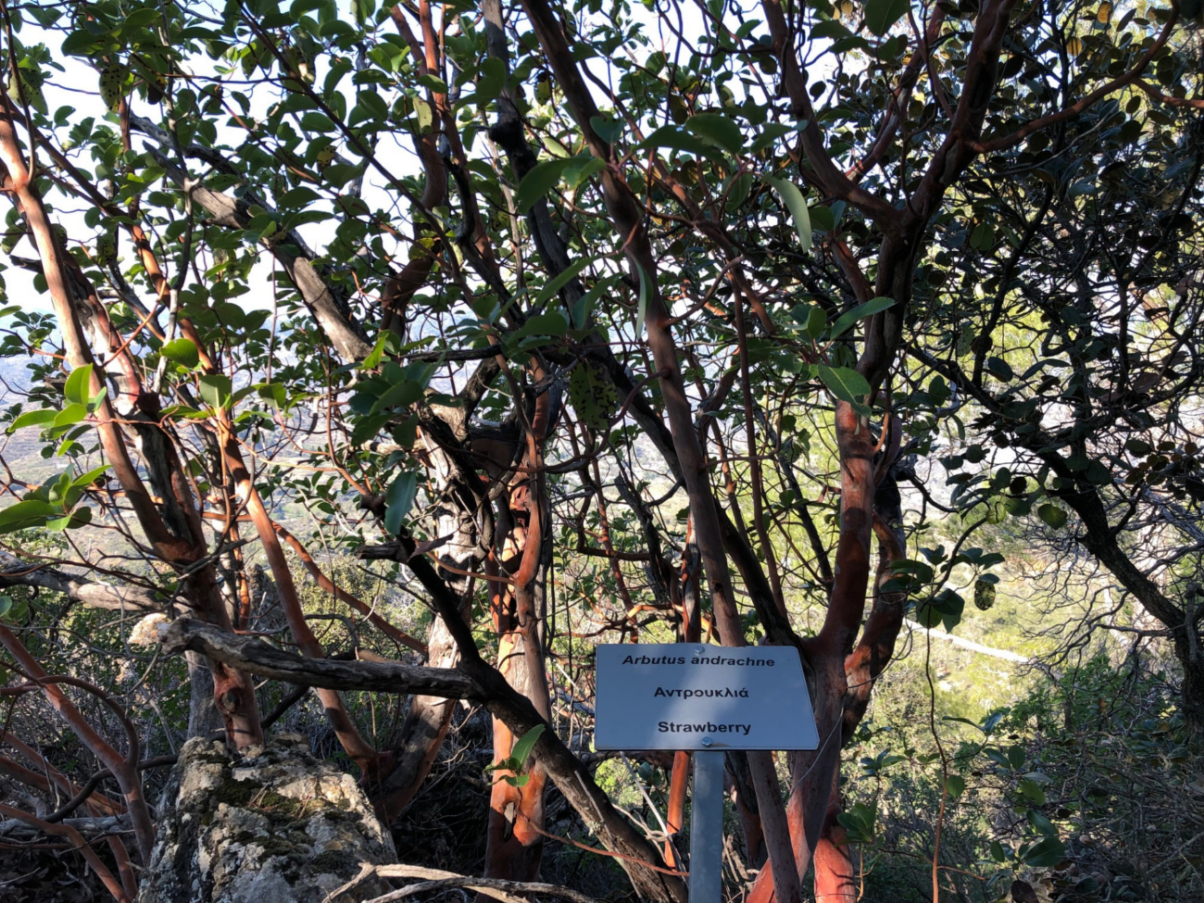 Cyprus strawberry tree (Arbutus andrachne) with a small identification sign on the trail