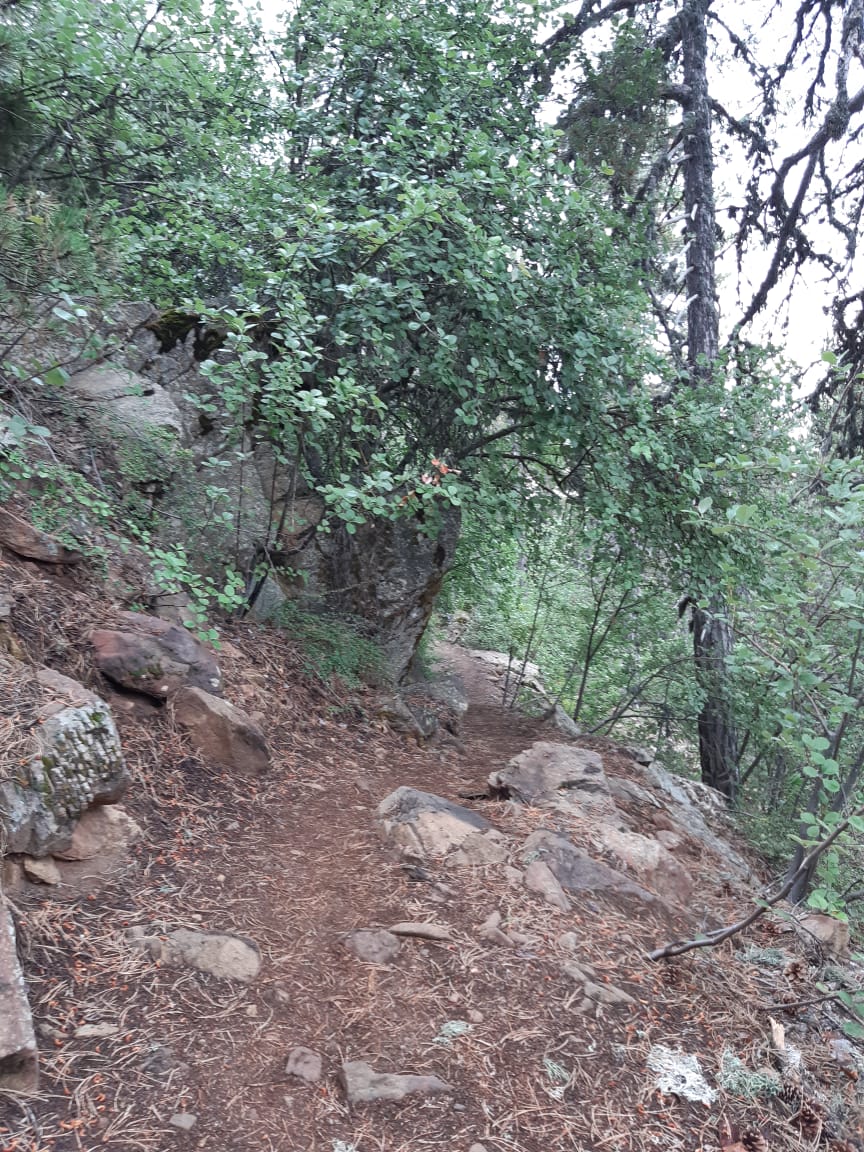 Rocky section of trail climbing beneath shrubs and pine trees