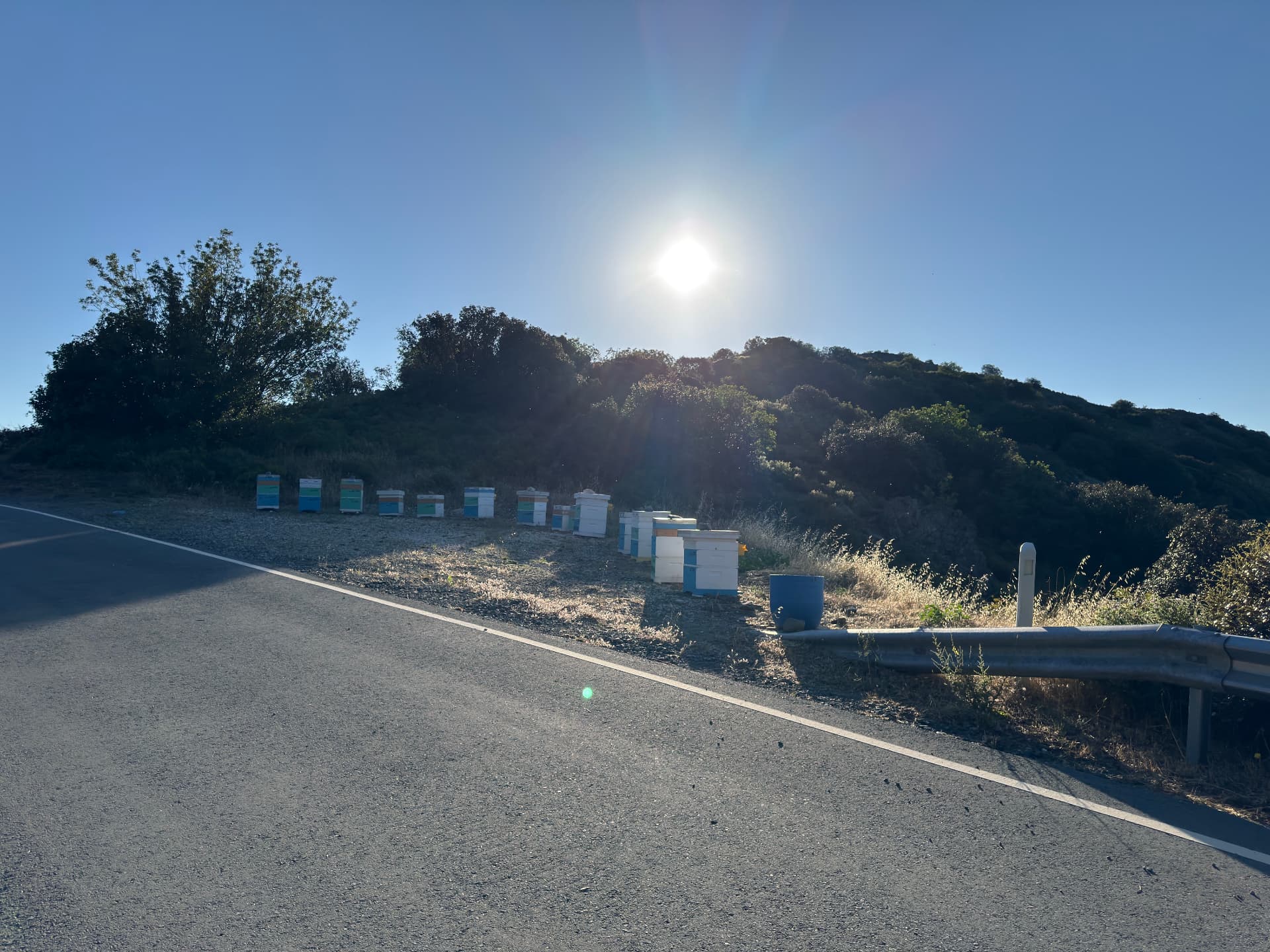 Sunlit mountain road beside rows of beehives