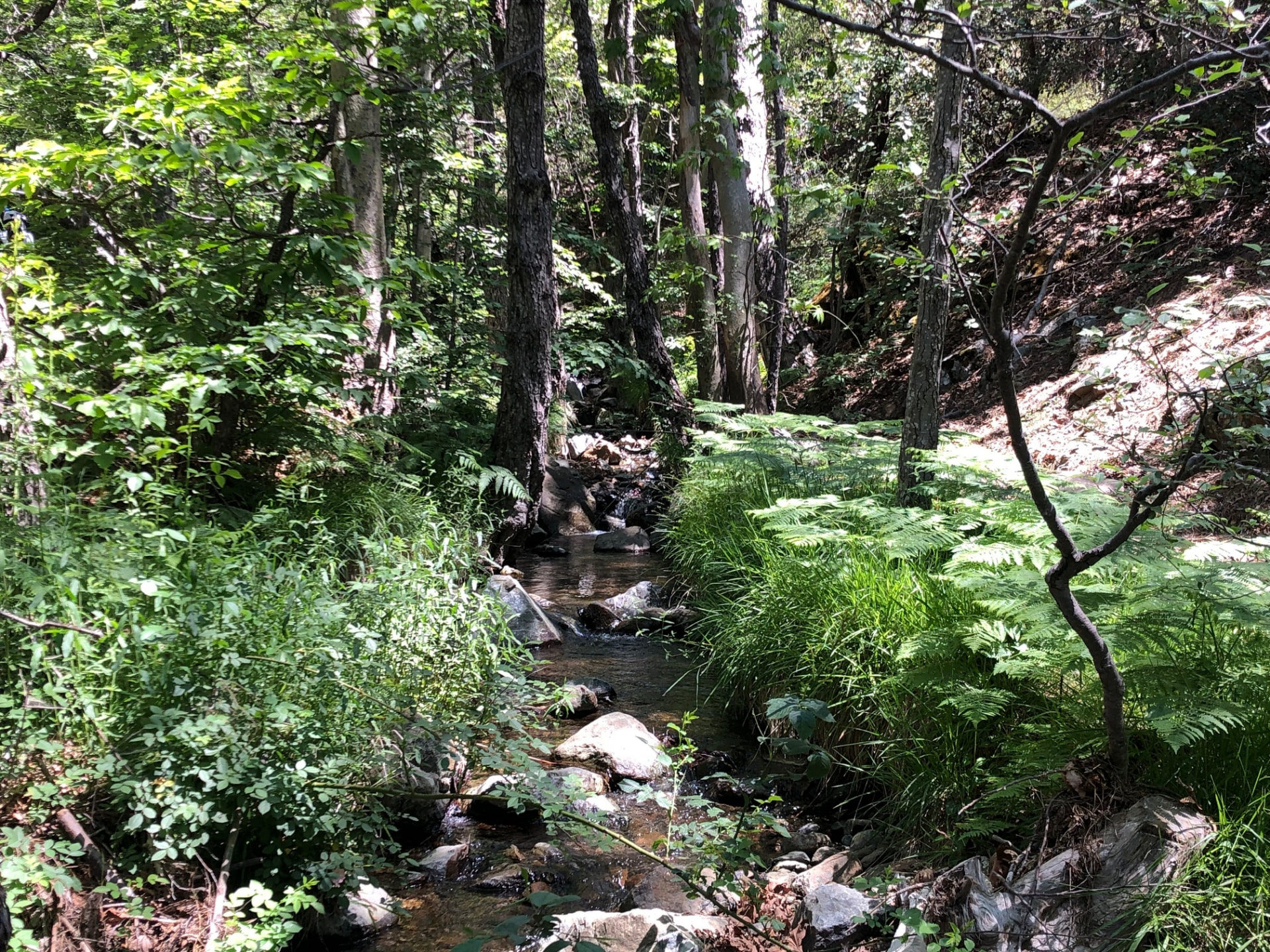 Ferns and tall grass crowding the banks of the shaded stream