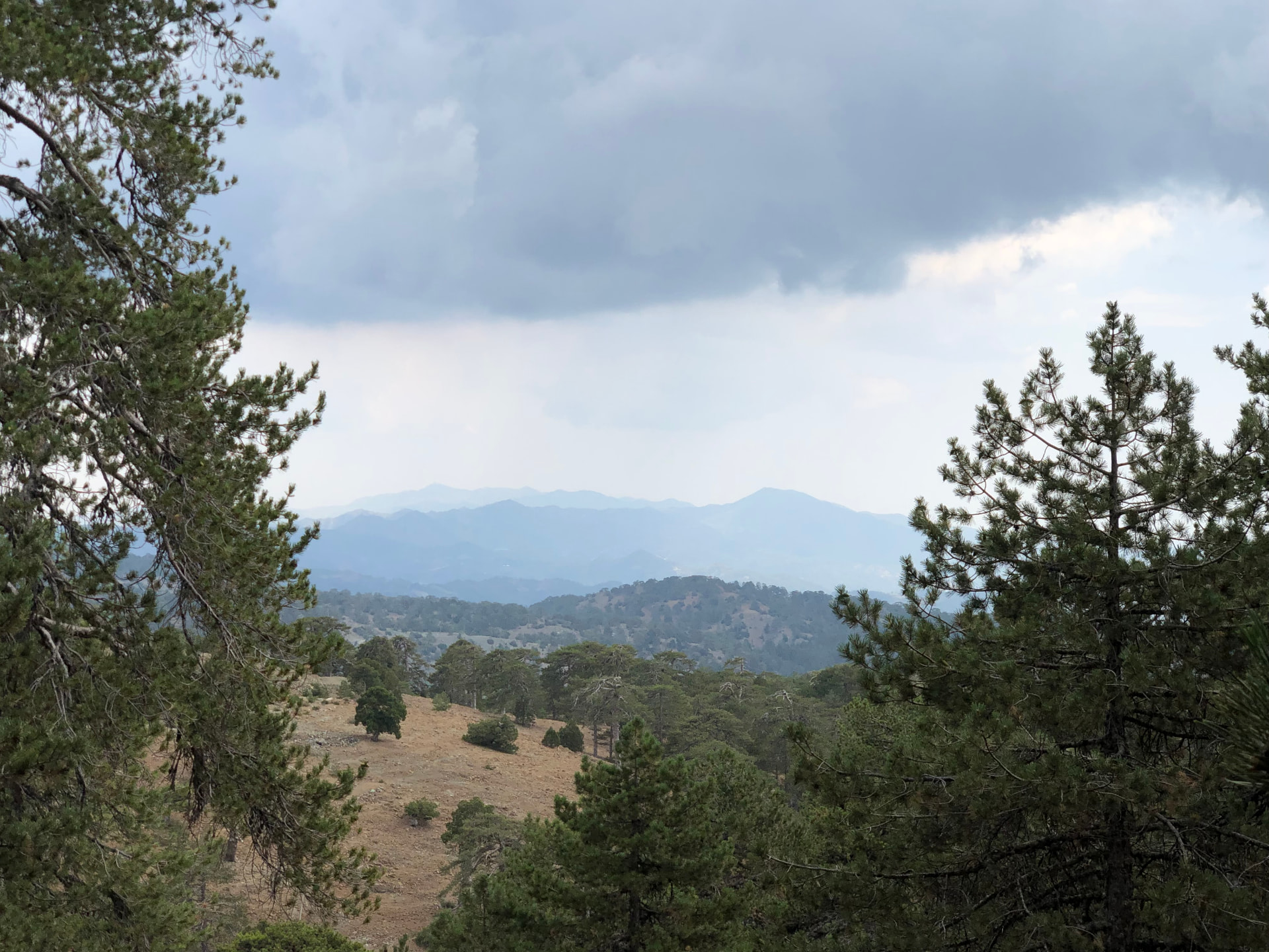 Pines framing distant Troodos ridges beneath grey clouds