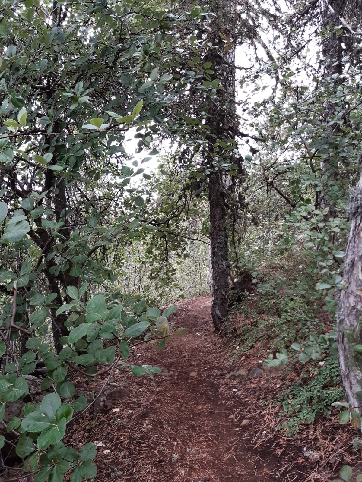 Narrow dirt trail passing beneath a canopy of green leaves