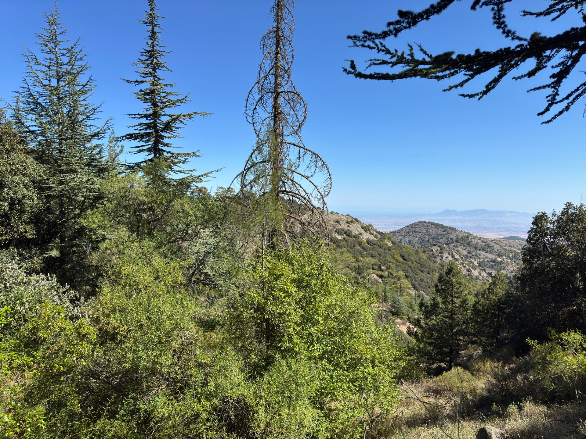 A dead tree wrapped in climbing vines among green shrubs with the plain far below