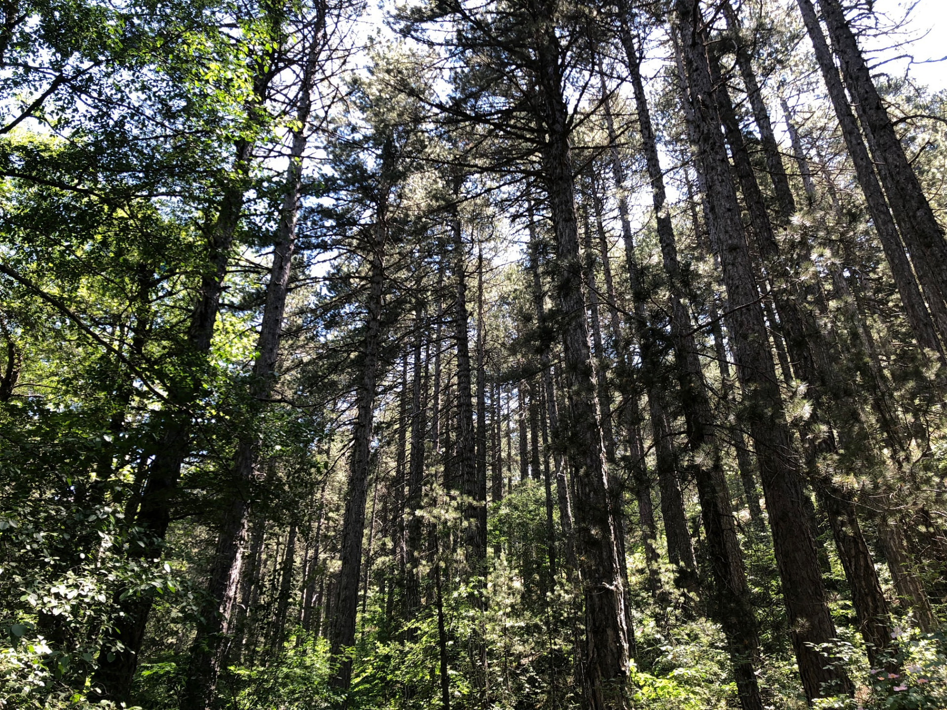 Tall pines of the Pouziaris trail seen from below against the sky