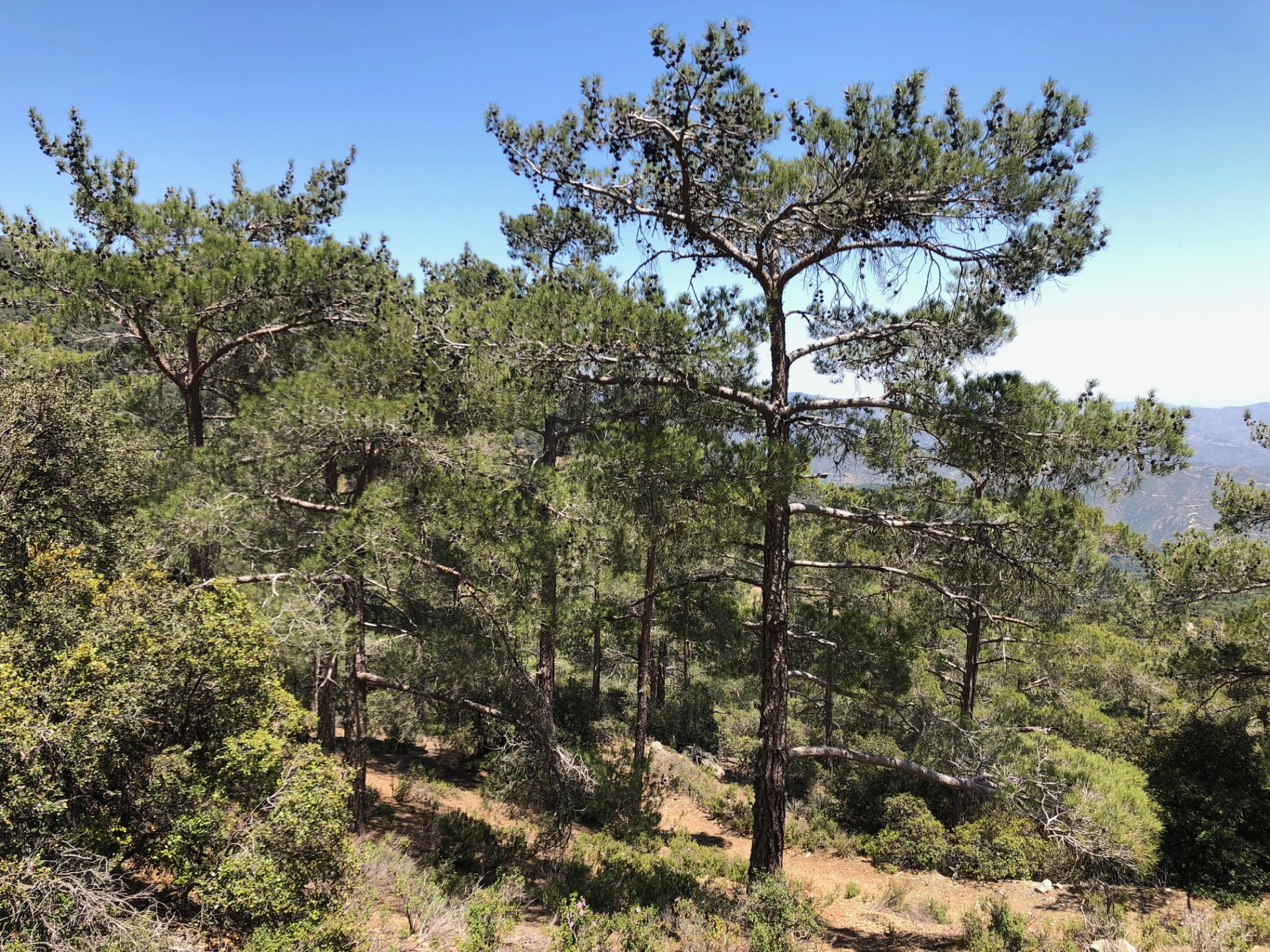 Lone pine tree on a sunny ridge with mountains behind
