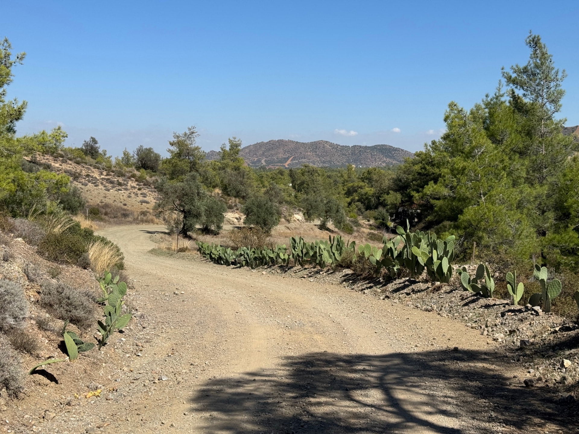 A dirt track lined with prickly pear cacti between hills