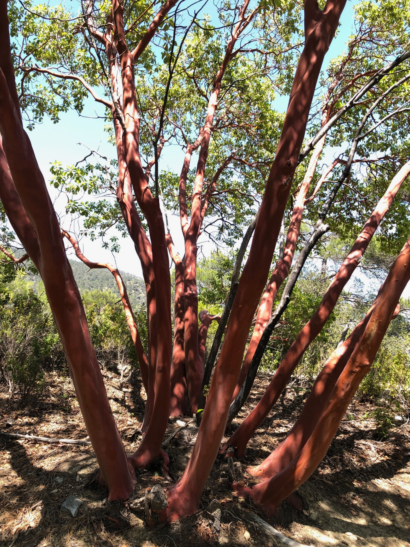 Red-barked strawberry trees twisting upward on the trail