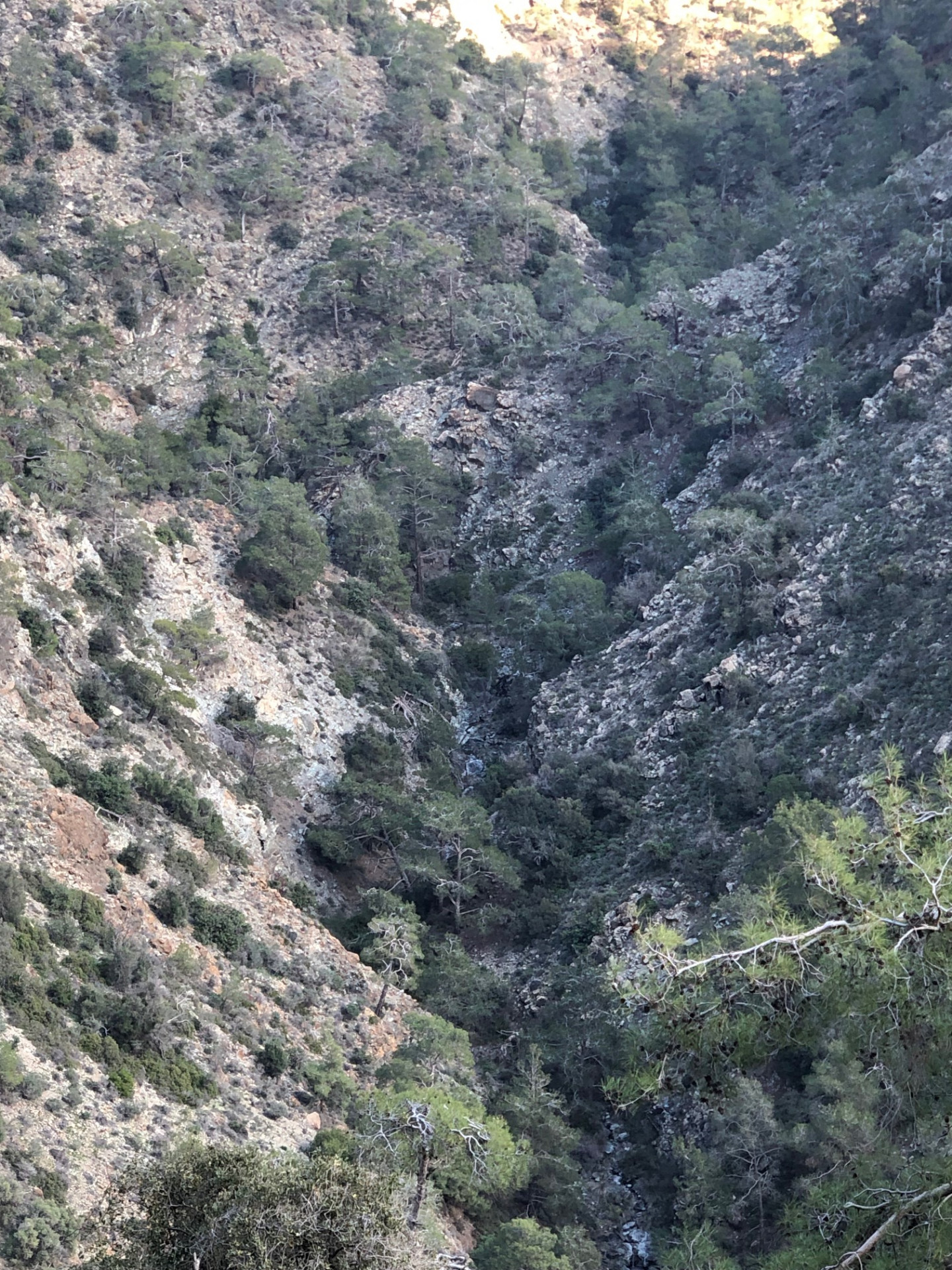 Steep pine-filled ravine dropping away from the trail