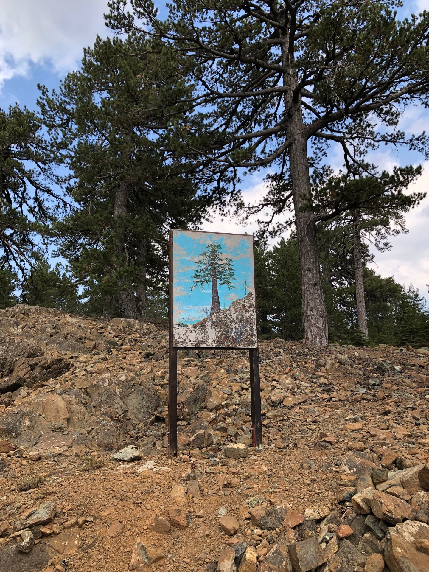 Weathered board depicting a pine tree beside living pines on rocky ground