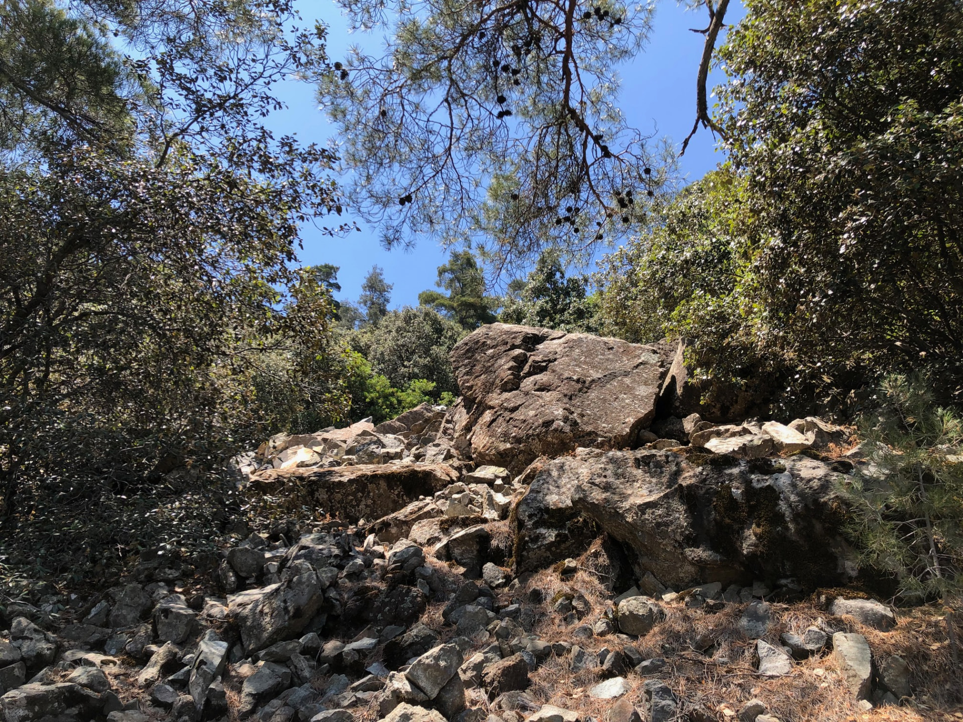 Rocky outcrop of broken stones among pine trees