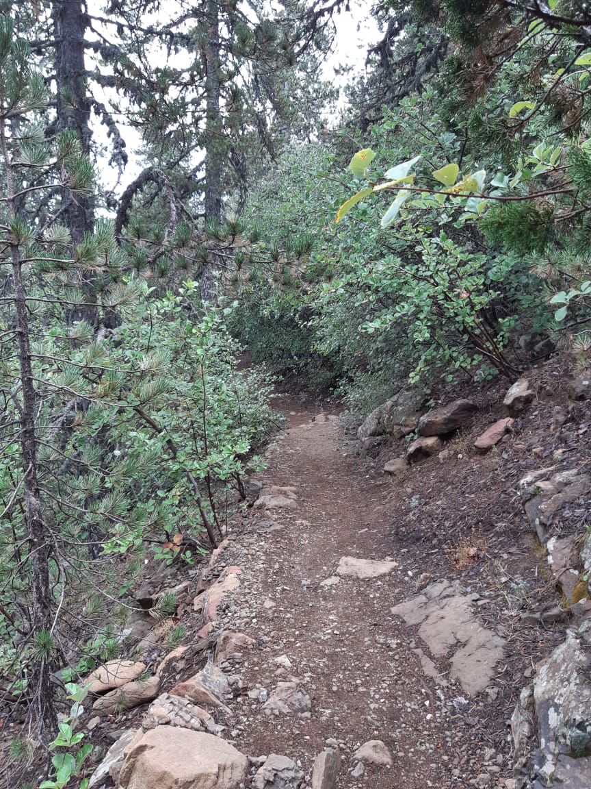 Narrow dirt trail winding between rocks and dense forest greenery