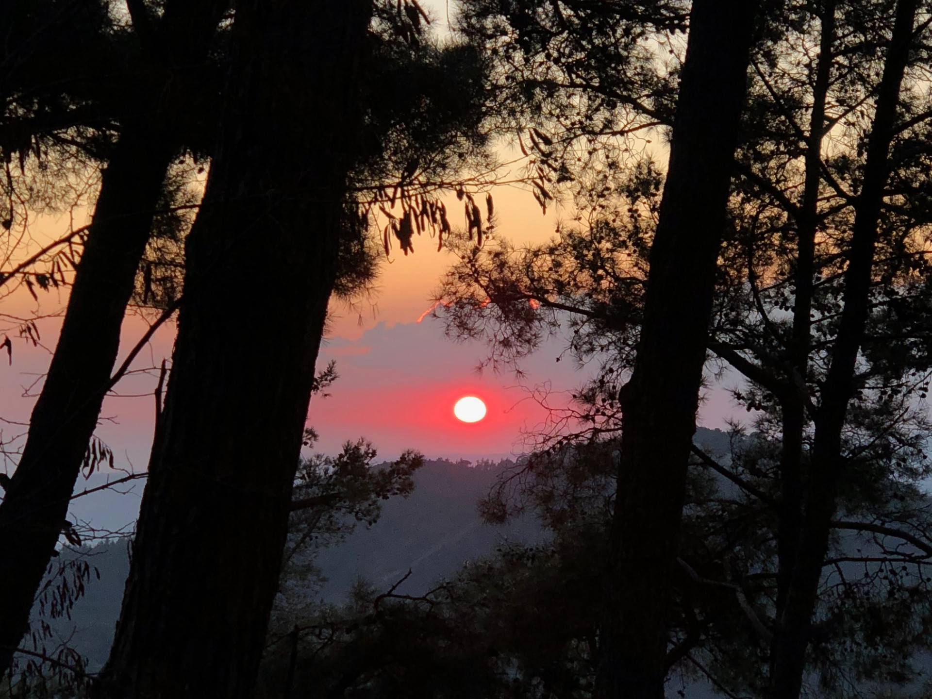 Sun setting behind Cypriot hills, framed by pine trees at Kakomalis